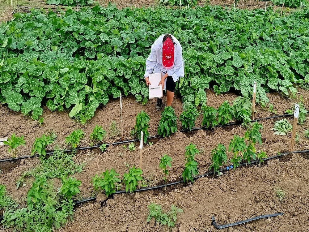 ASU Scientists Develop Promising Pepper Varieties